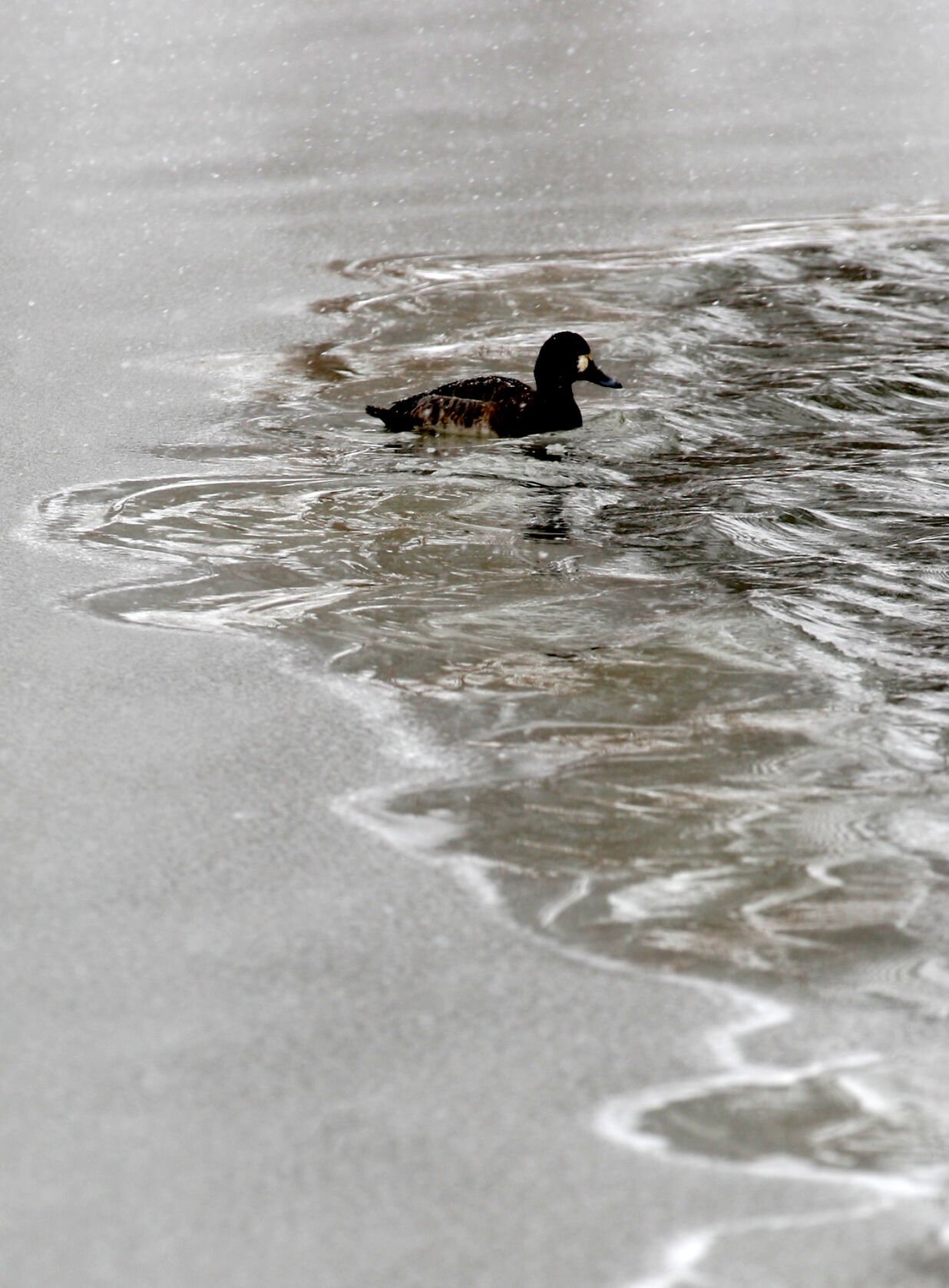 A duck swims on Lions Lake